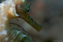 Thorny seahorse. by Steve De Neef 